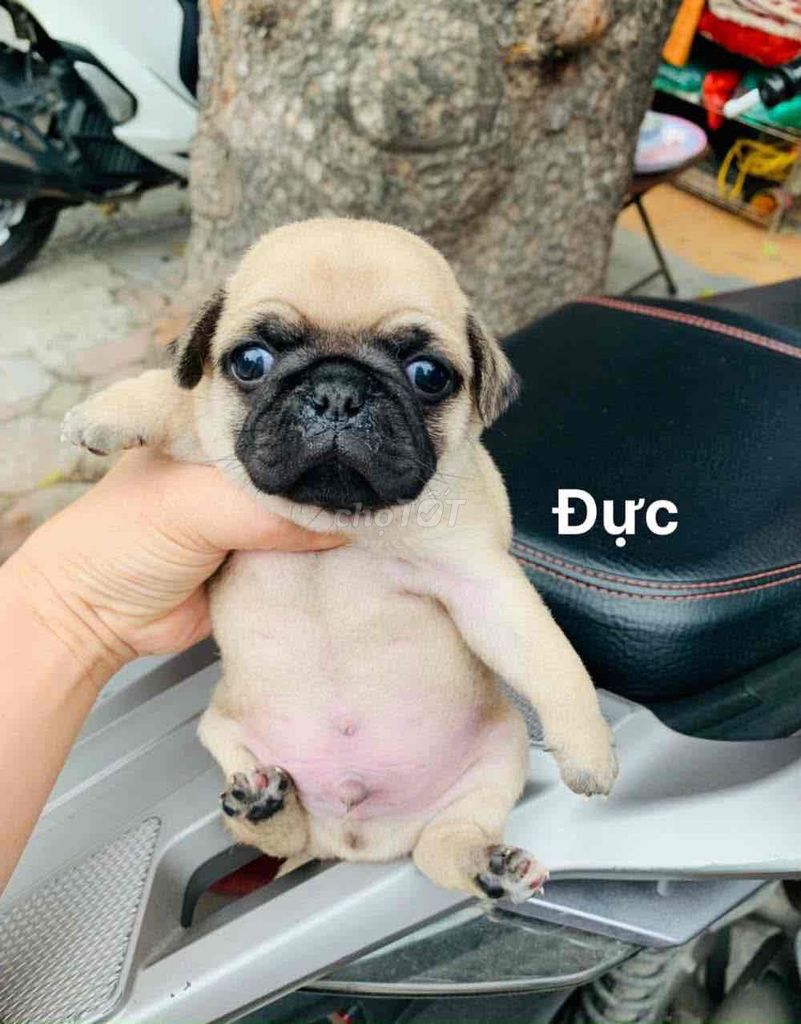Chó Pug Đực Vàng Kem Đã Tiêm Phòng Đầy Đủ. Mua bán Chó tại Thành phố Bà Rịa Bà Rịa - Vũng Tàu được đăng bởi Nguyễn Thị Huỳnh Mai hình 1