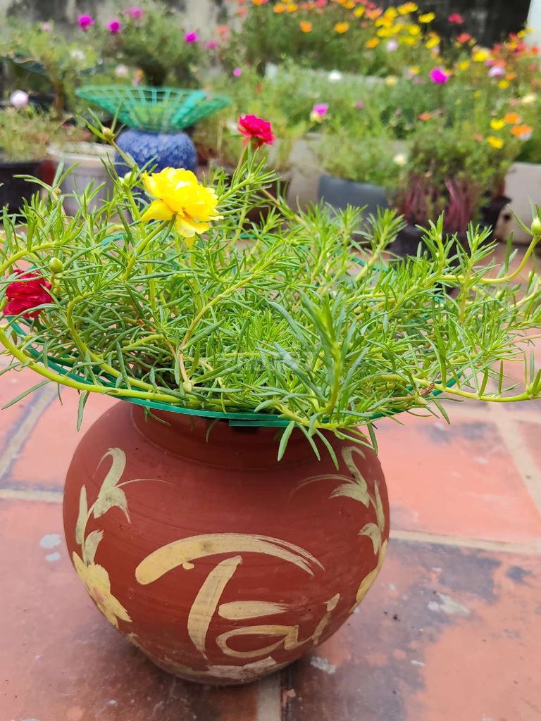 Cây cảnh Đất nung Đa sắc đang ra hoa. Mua bán Cây cảnh, đồ trang trí tại Huyện Thanh Trì Hà Nội được đăng bởi nga phạm hình 1
