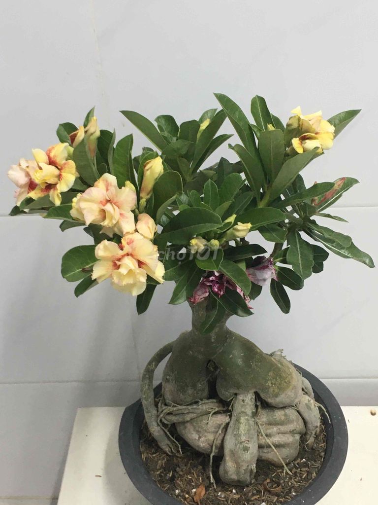 sứ ghép. Mua bán Cây cảnh, đồ trang trí tại Quận 7 Tp Hồ Chí Minh được đăng bởi Nga Trần hình 1