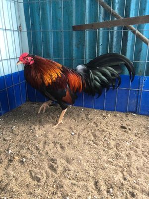 cuban lai 1kg4 zin. Mua bán Gà tại Quận 11 Tp Hồ Chí Minh được đăng bởi nghĩa