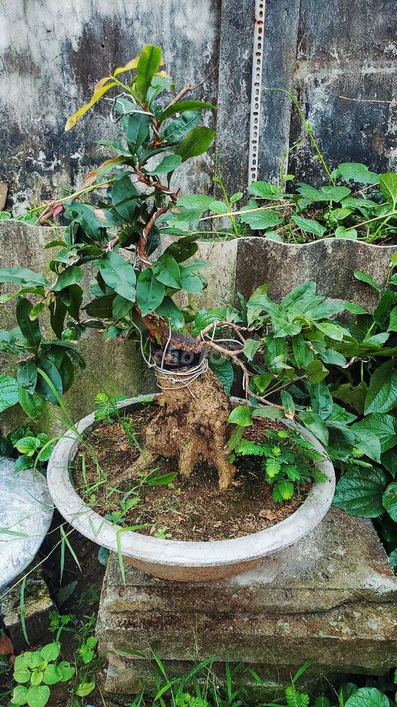 Tác phẩm mai bonsai lùn lực xù cóc ghép bình lợi