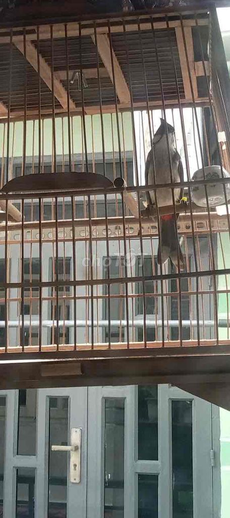 Chim bói 1 tháng lồng. Mua bán Chim tại Quận 12 Tp Hồ Chí Minh được đăng bởi ngoc hình 1