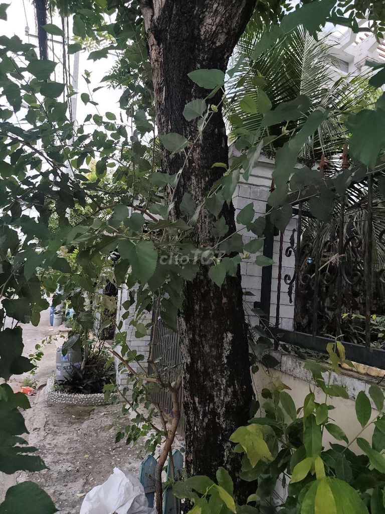 sưa đỏ cổ thụ. Mua bán Cây cảnh, đồ trang trí tại Quận 12 Tp Hồ Chí Minh được đăng bởi Chim hình 1