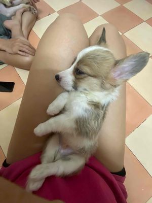cần bán bé corgi