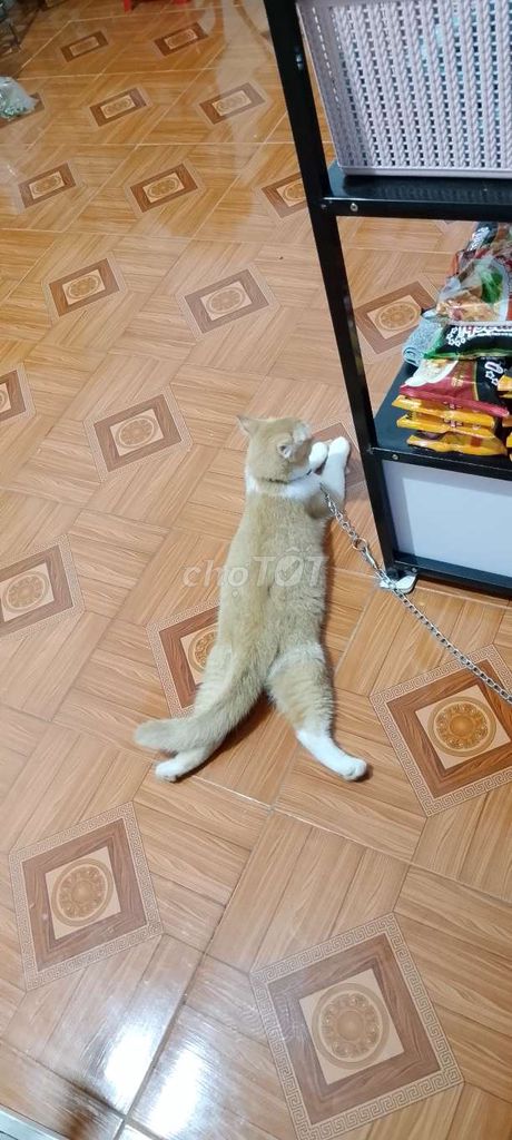 Mèo con Trắng, vàng kem. Mua bán Mèo tại Huyện Khoái Châu Hưng Yên được đăng bởi Nhất Tâm hình 1