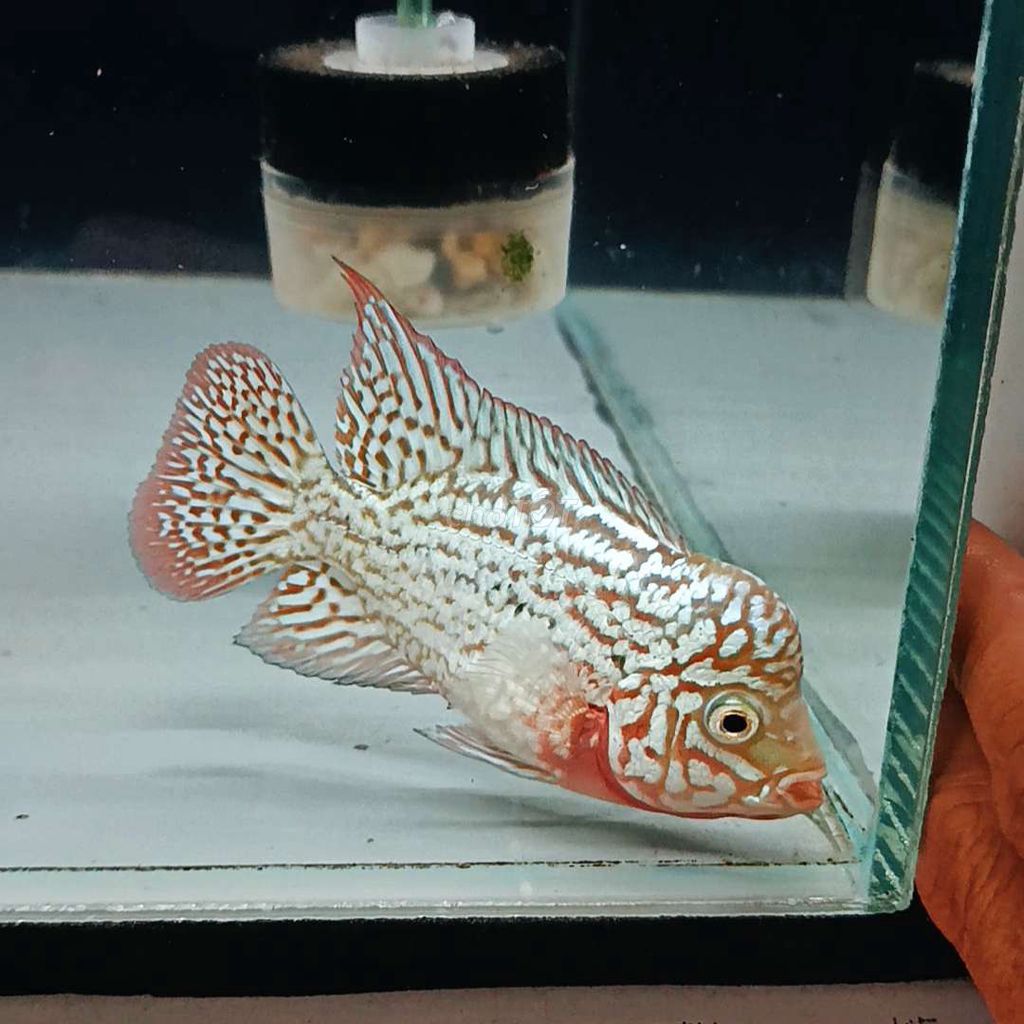 Kamfa F2 mắt trắng. Mua bán Thú cưng khác tại Quận 8 Tp Hồ Chí Minh được đăng bởi Koi Guppy hình 1