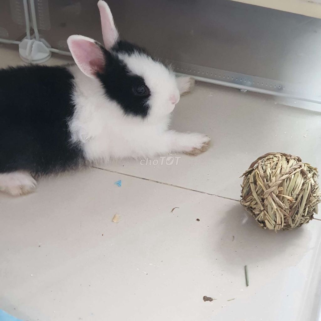 Thỏ Hà Lan Đen trắng. Mua bán Thú cưng khác tại Quận Bình Thạnh Tp Hồ Chí Minh được đăng bởi LiRuYu hình 1