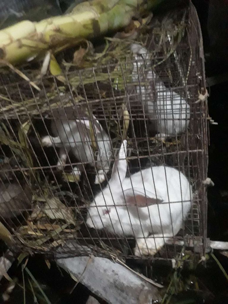 thỏ bống và thỏ thịt. Mua bán Thú cưng khác tại Thành phố Vĩnh Long Vĩnh Long được đăng bởi nguyenphung hình 1