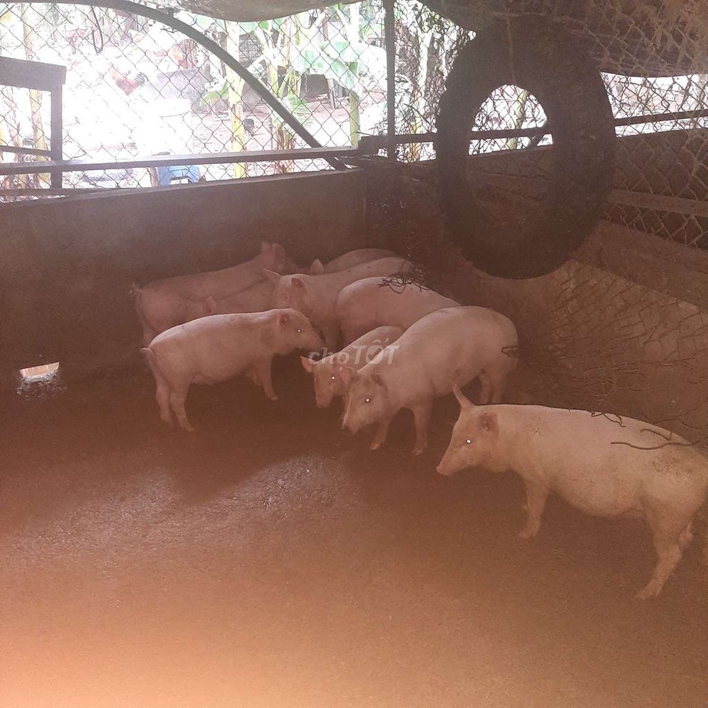 Heo con 20kg Củ Chi. Mua bán Thú cưng khác tại Huyện Củ Chi Tp Hồ Chí Minh được đăng bởi Tài Pham hình 1