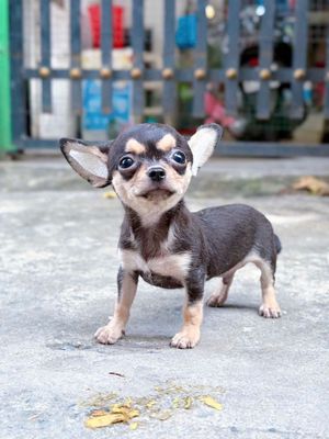 Bầy chihuahua. Mua bán Chó tại Thành phố Dĩ An Bình Dương được đăng bởi Quỳnh