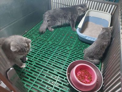 tìm chủ mới cho em mèo anh cái
