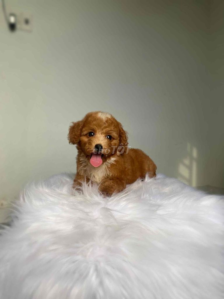 poodle thuần chủng. Mua bán Chó tại Quận 12 Tp Hồ Chí Minh được đăng bởi Nguyễn Nguyễn hình 1