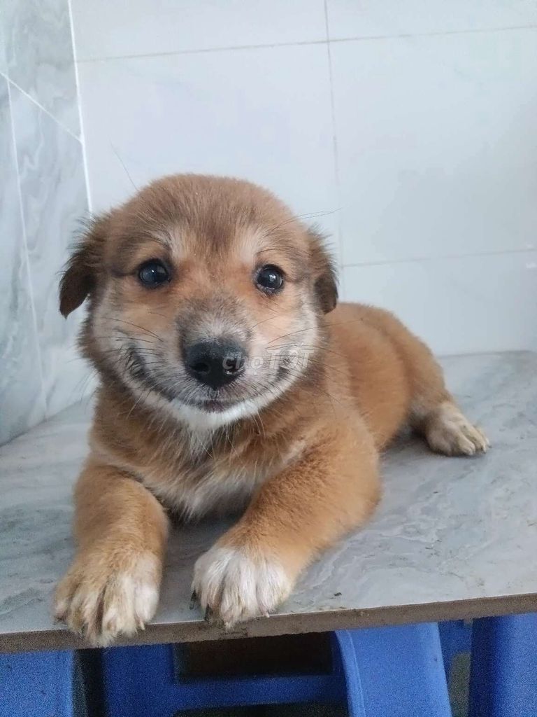 Chó Golden vàng mập ú dễ thương ngoan hiền. Mua bán Chó tại Quận 6 Tp Hồ Chí Minh được đăng bởi Tăng Chí Lương  hình 1