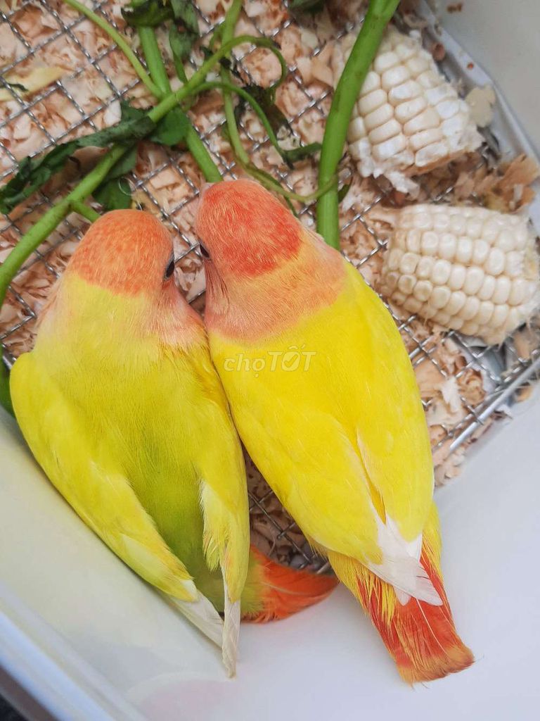 Vẹt Lovebird thuần ngosn Vàng, cam. Mua bán Chim tại Quận Tân Phú Tp Hồ Chí Minh được đăng bởi Chim Vẹt Cảnh TPHCM hình 1