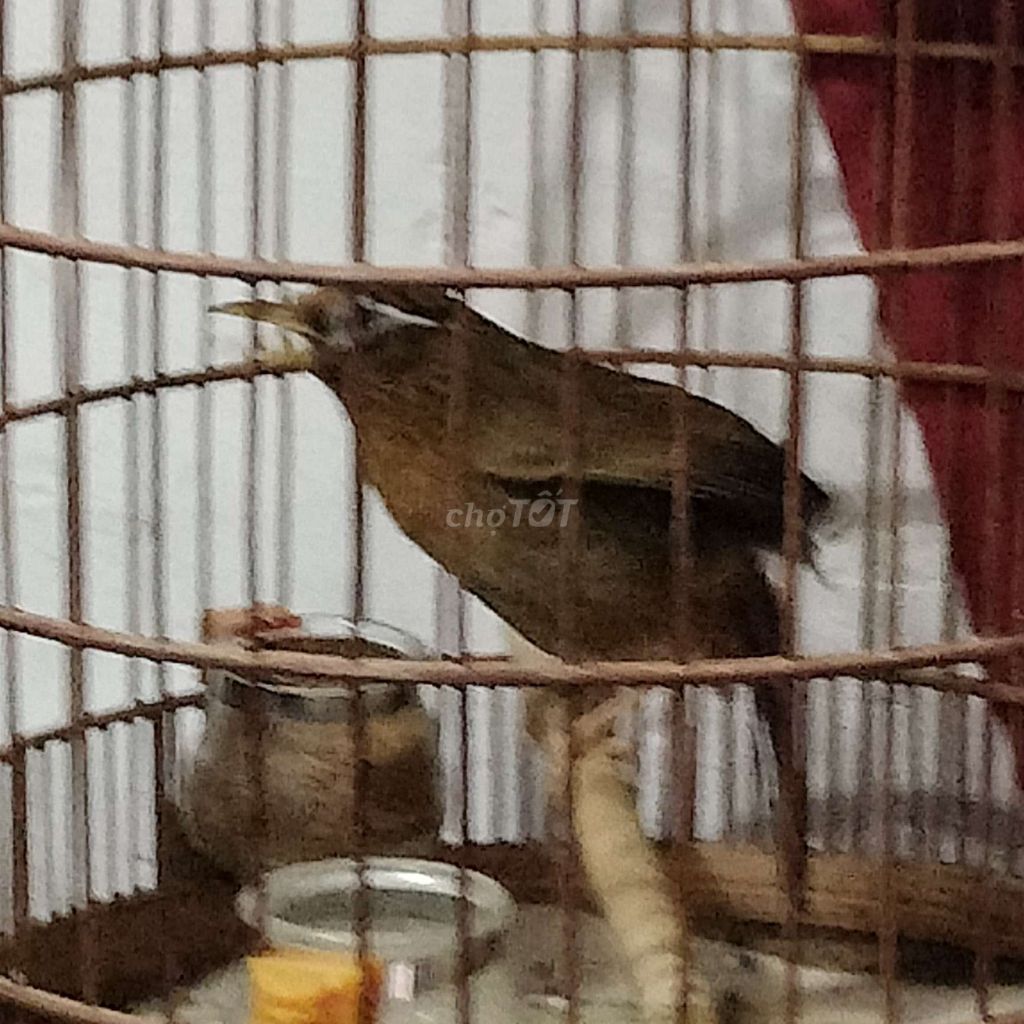 một mùa hoa tối ngày nước nhà. Mua bán Chim tại Quận Tân Bình Tp Hồ Chí Minh được đăng bởi Ninh hình 1