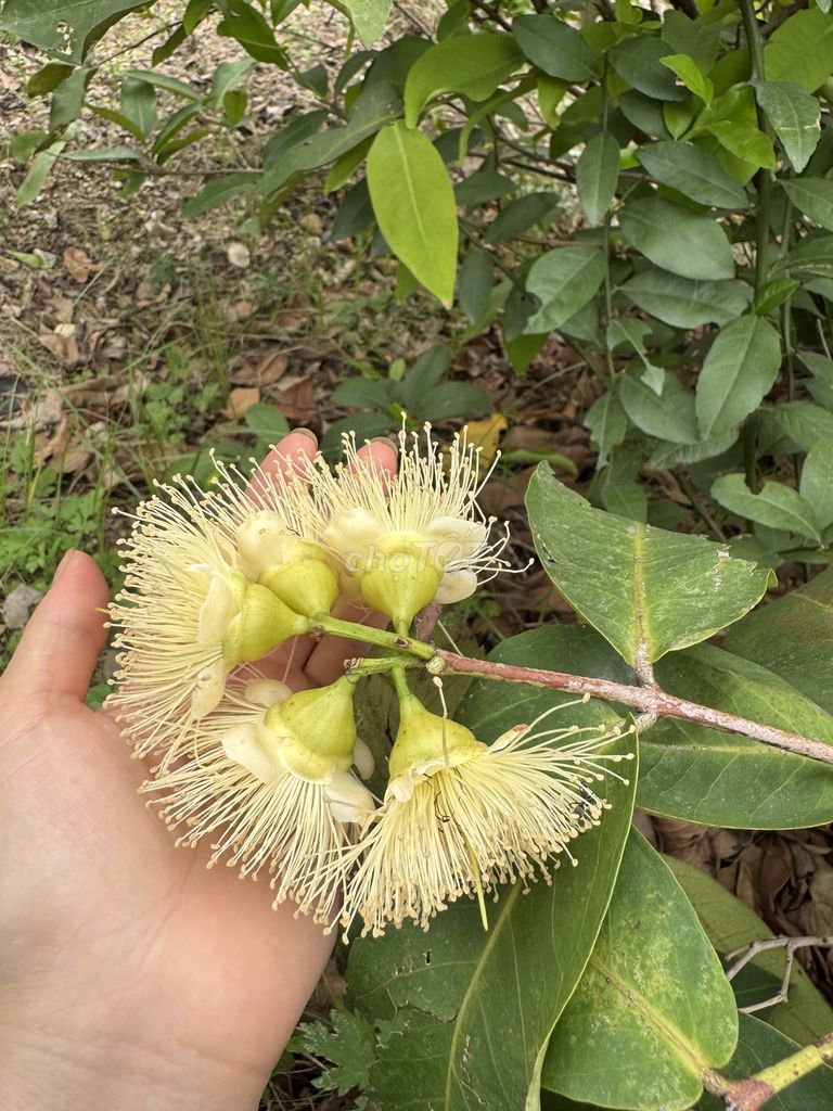 Mận đào đá ( quả roi ) cây choai đến cây lớn.