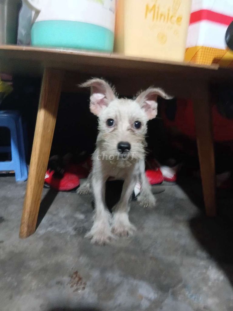 Chó giống nhỏ Đực Cái Trắng đã tiêm. Mua bán Chó tại Quận 10 Tp Hồ Chí Minh được đăng bởi Pho Nè hình 1