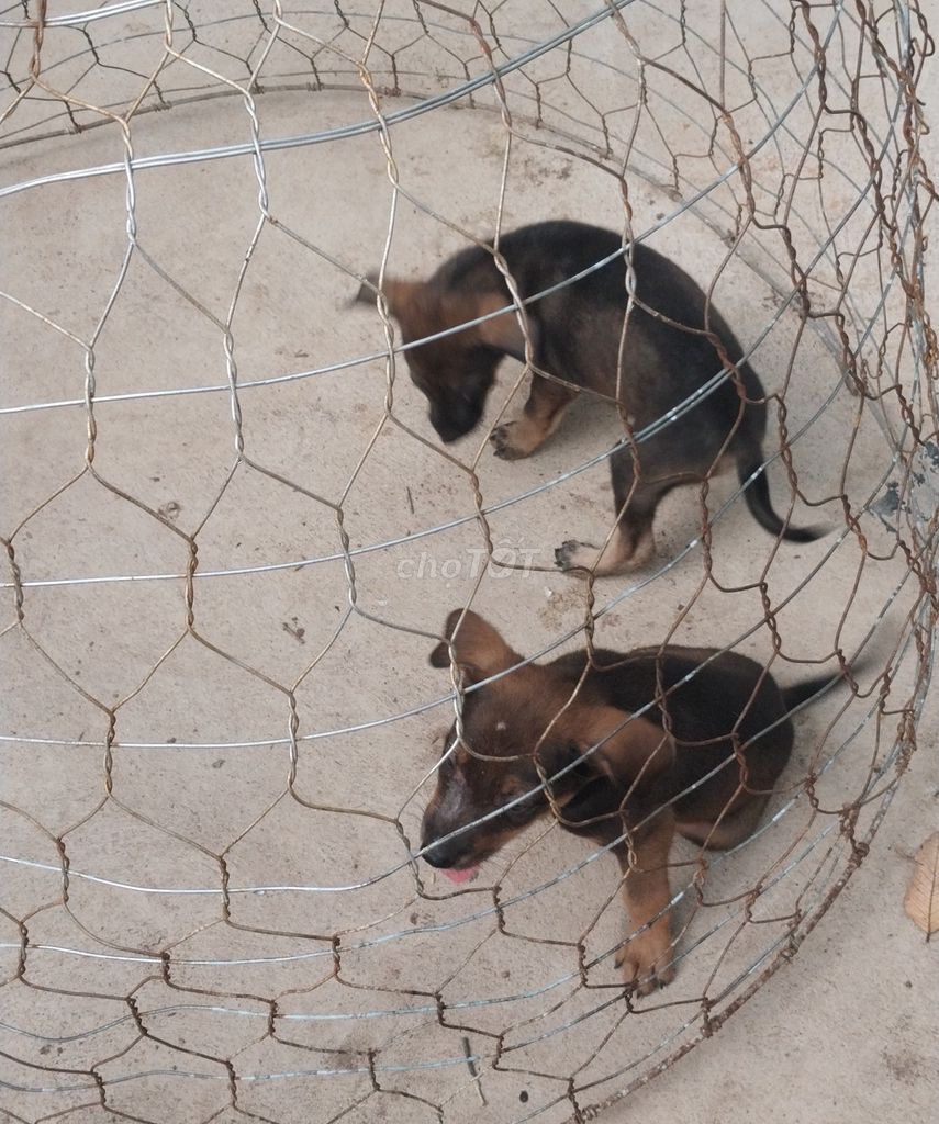 Chó Cỏ lai đực Đen nâu. Mua bán Chó tại Thành phố Thủ Dầu Một Bình Dương được đăng bởi Lâm hình 1