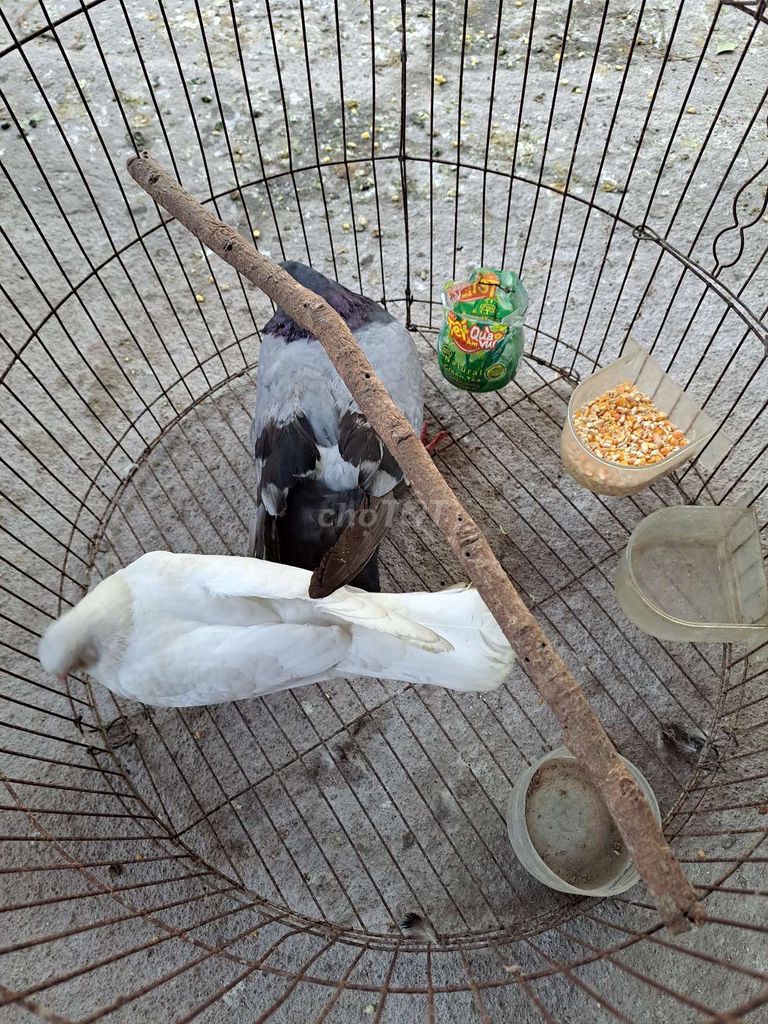 Chim bồ câu Trắng Xám. Mua bán Chim tại Huyện Long Điền Bà Rịa - Vũng Tàu được đăng bởi ty hình 1
