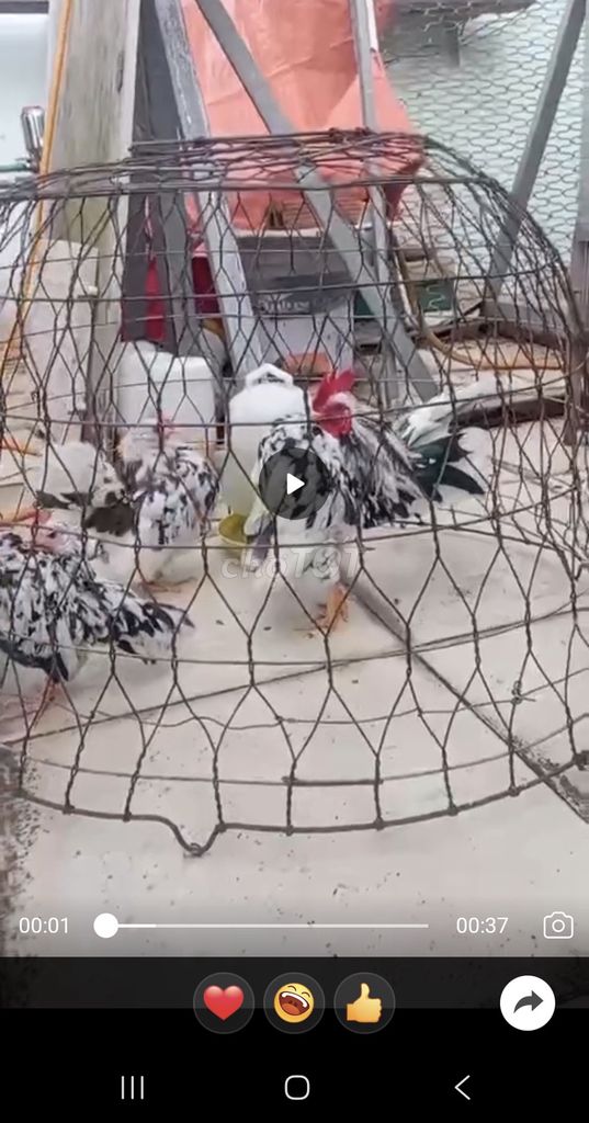 Gà Trống 2 tháng đã tiêm. Mua bán Gà tại Quận 8 Tp Hồ Chí Minh được đăng bởi Phong Mr hình 1