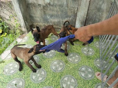 Chó Becgie Bỉ (Malinois Thuần chủng)