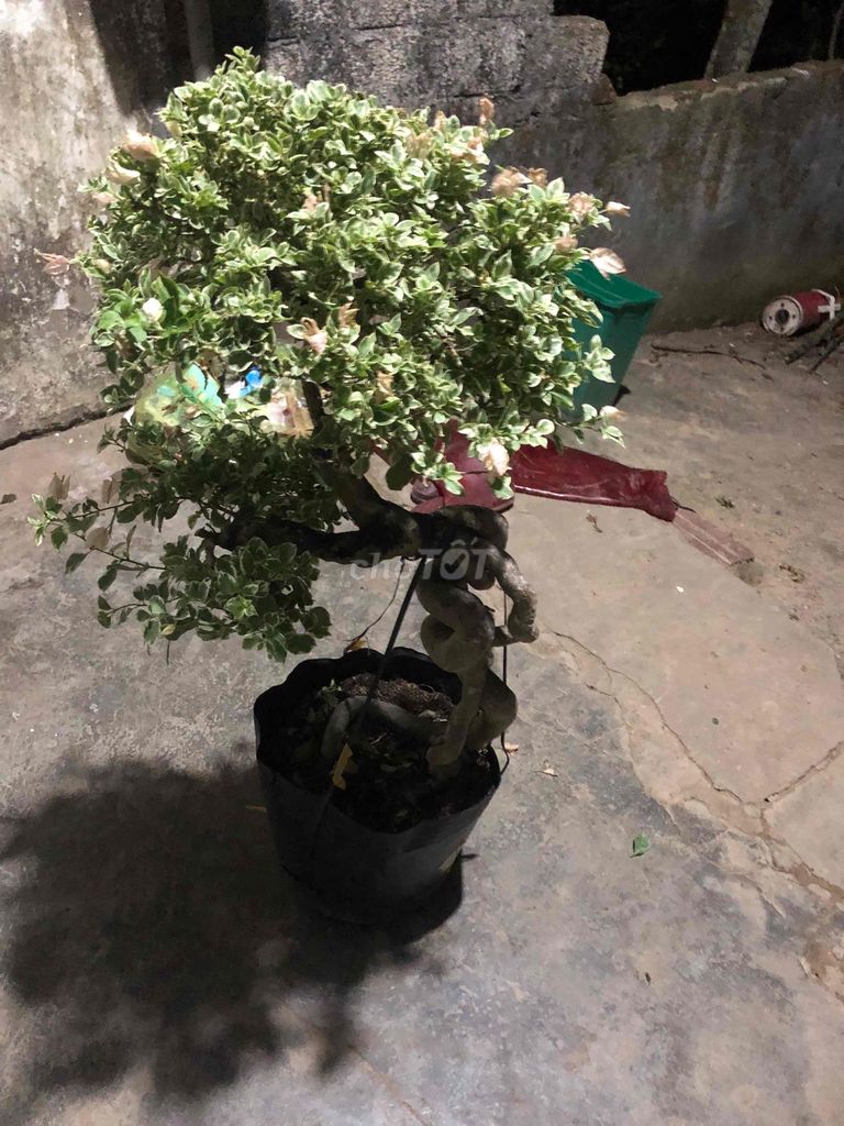 Cây cảnh Hoa giấy Cam cẩm thạch. Mua bán Cây cảnh, đồ trang trí tại Huyện Đô Lương Nghệ An được đăng bởi bảo ngọc hình 1