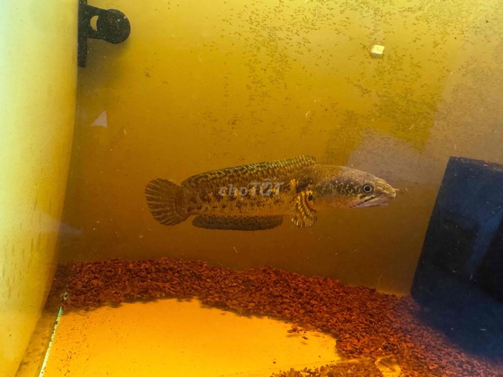Cá Nữ hoàng 16-17 cm. Mua bán Thú cưng khác tại Quận Ngũ Hành Sơn Đà Nẵng được đăng bởi Tấn Hoàng hình 1