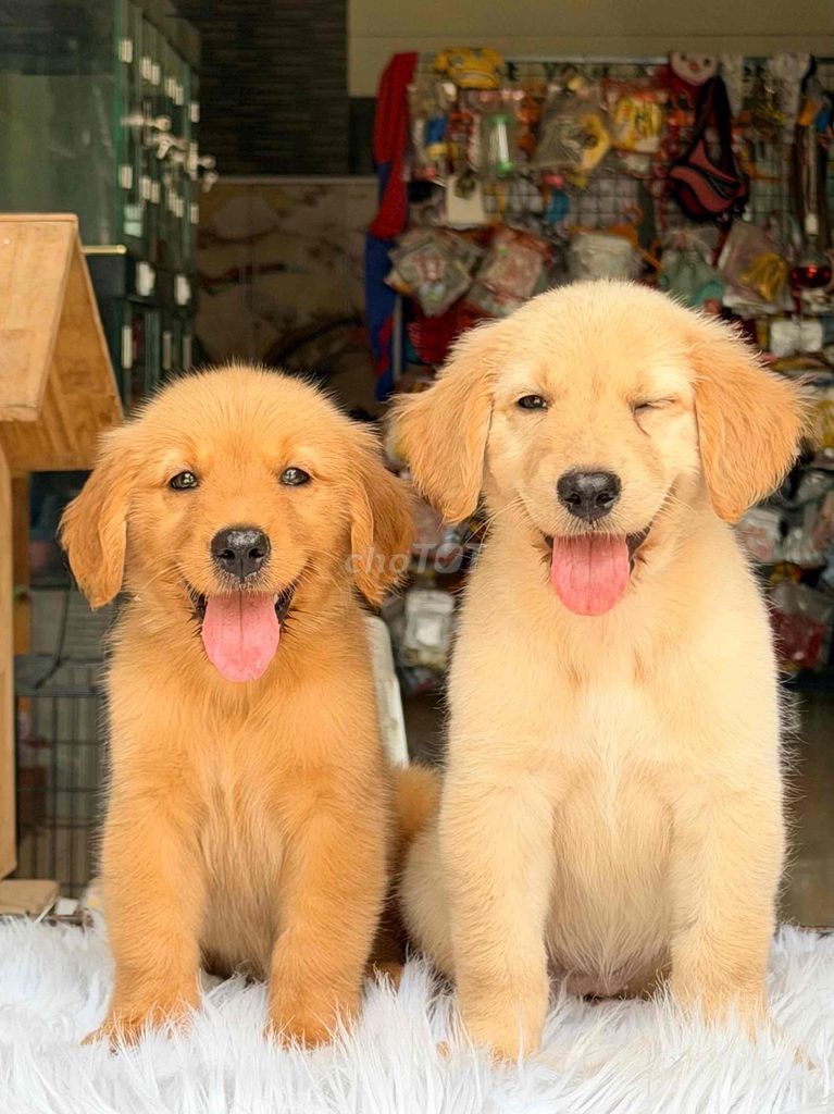 Chó Golden, Poodle Vàng, Đen, Nâu đã tiêm. Mua bán Chó tại Quận Cẩm Lệ Đà Nẵng được đăng bởi Nguyễn Hữu Anh Vũ hình 1