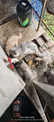 Mèo Ba Tư lai ALN nhiều màu. Mua bán Mèo tại Thành phố Bắc Ninh Bắc Ninh được đăng bởi HVM