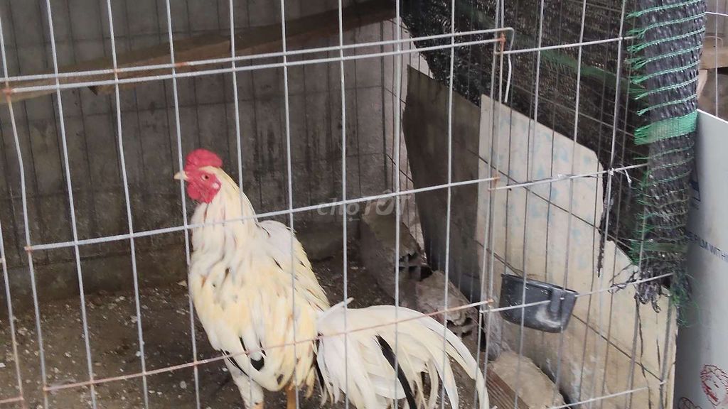 Gà Trắng Đực Gà tơ. Mua bán Gà tại Quận 12 Tp Hồ Chí Minh được đăng bởi Hiếu Bán Gà hình 1
