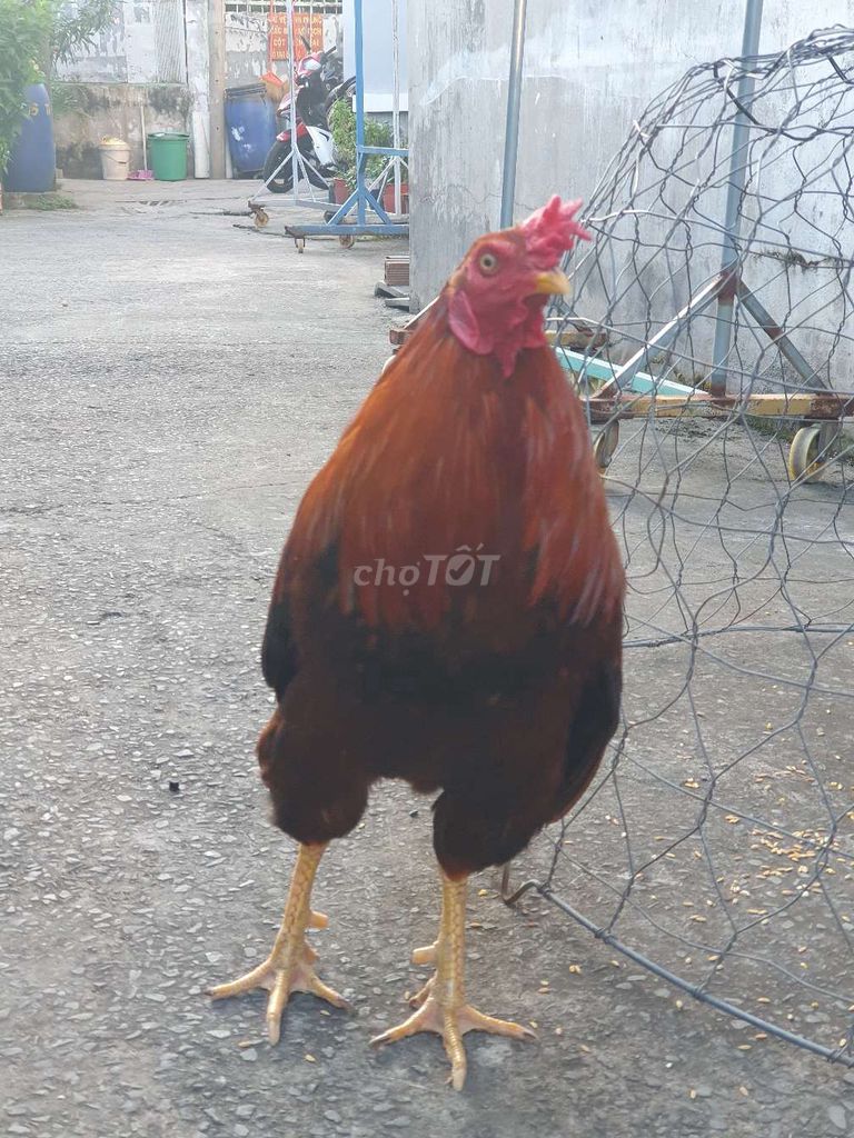 Gà chọi Điều vàng chan vàng 2.5kg. Mua bán Gà tại Huyện Củ Chi Tp Hồ Chí Minh được đăng bởi huy hình 1