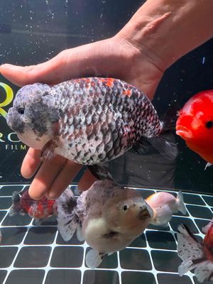 4 bé ranchu size to. Mua bán Thú cưng khác tại Quận Thanh Khê Đà Nẵng được đăng bởi Nhân
