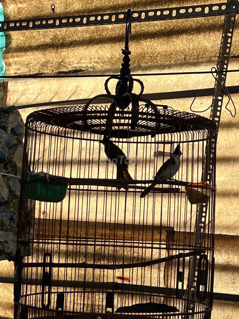 Chim chào mào 2 con 1 tật chân. Mua bán Chim tại Quận Gò Vấp Tp Hồ Chí Minh được đăng bởi NGUYỄN PHi hình 1