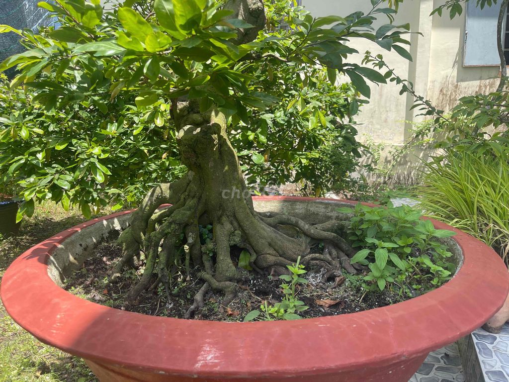Mai vàng 43 hoành 9 tấc. Mua bán Cây cảnh, đồ trang trí tại Thành phố Thuận An Bình Dương được đăng bởi hoa phú hình 1