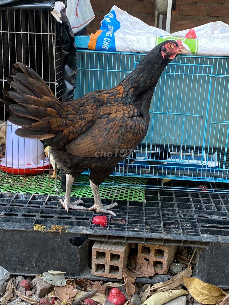 Gà mái Khét 2.5kg. Mua bán Gà tại Quận 12 Tp Hồ Chí Minh được đăng bởi Han hình 1