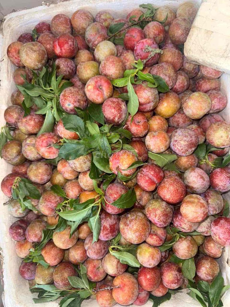 Mận hậu Mộc Châu chua ngọt 1kg. Mua bán Đồ ăn, thực phẩm và các loại khác tại Thành phố Thủ Đức Tp Hồ Chí Minh được đăng bởi Lê thị quế hình 1