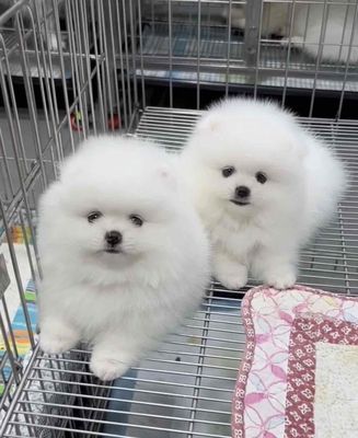 pom(phốc sóc thuần chủng)