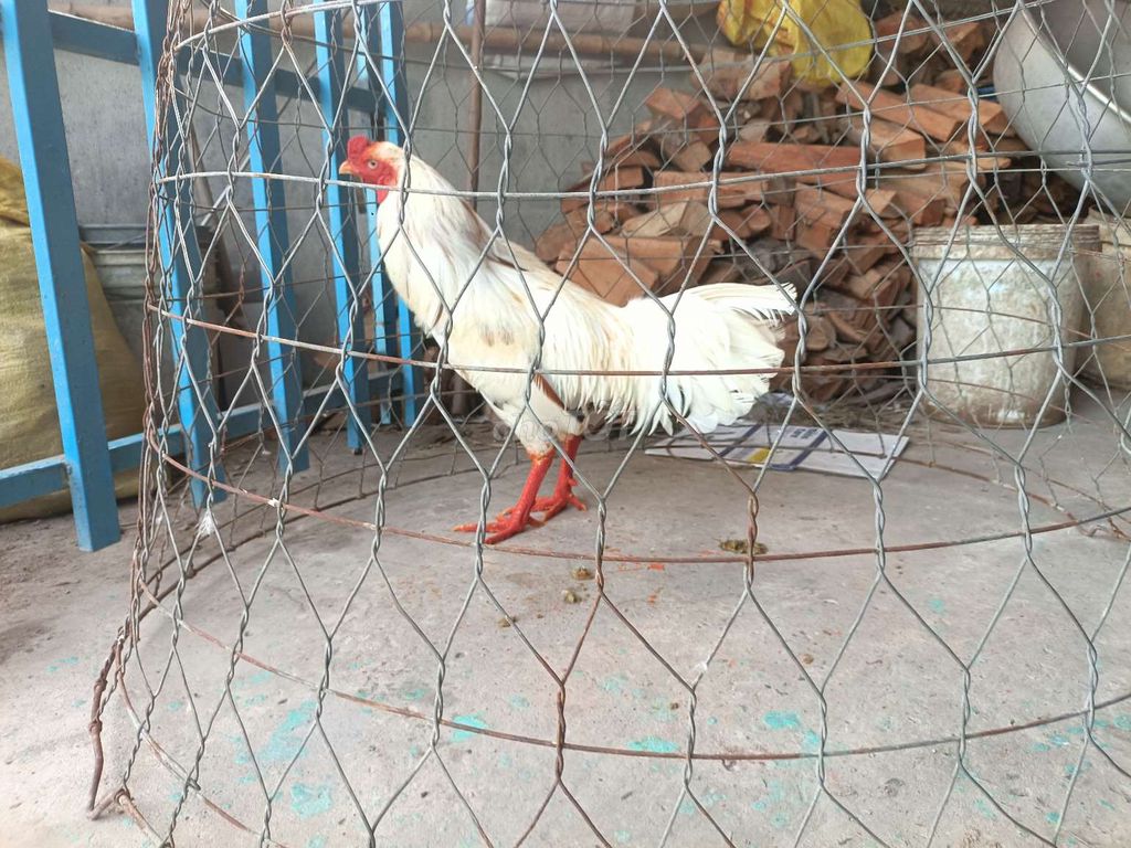 bướm  2.6kg tay tốt lông mới . Mua bán Gà tại Huyện Phú Tân An Giang được đăng bởi Vủ kê hình 1