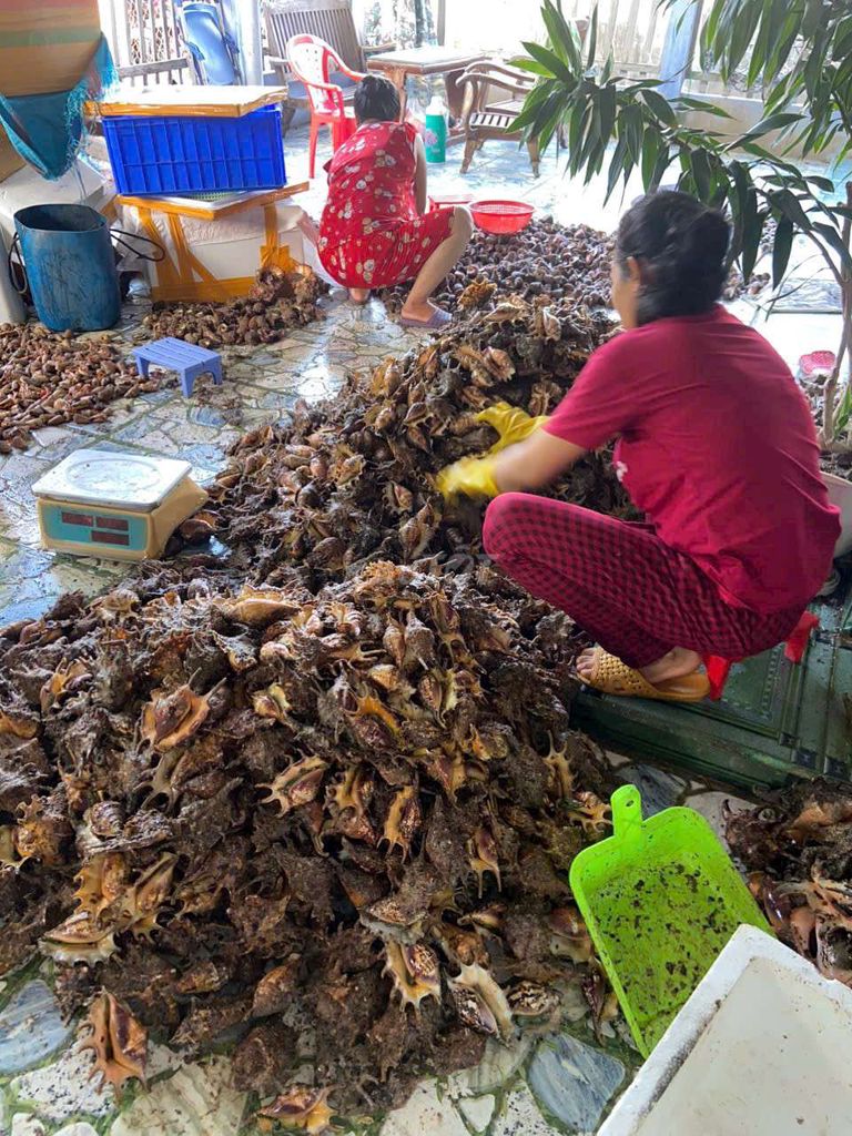 Bạch tuộc lặn sống