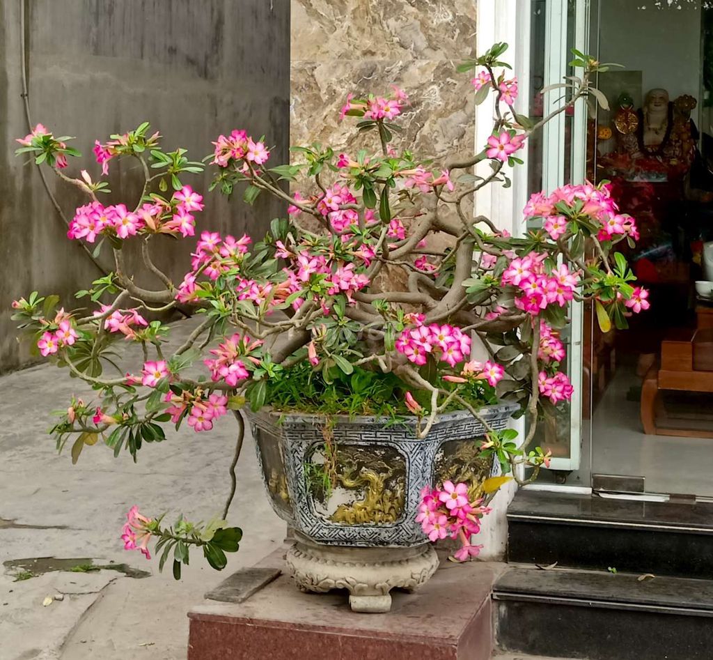 Cây sứ hồng 2 chậu. Mua bán Cây cảnh, đồ trang trí tại Quận Hải An Hải Phòng được đăng bởi Nguyễn Hiếu hình 1