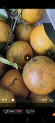 Cam vinh Xã đoài nghệ an đây ạ. Mua bán Đồ ăn, thực phẩm và các loại khác tại Quận Gò Vấp Tp Hồ Chí Minh được đăng bởi Vũ