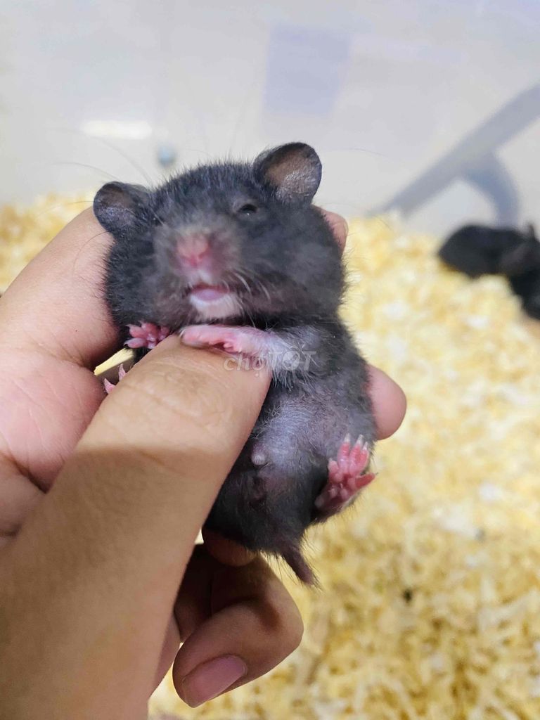 Chuột hamster sale lễ 🔥