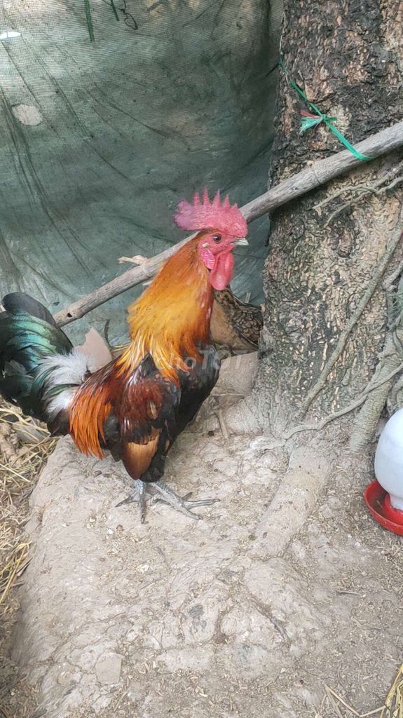 Gà tre trống . Mua bán Gà tại Huyện Vĩnh Lợi Bạc Liêu được đăng bởi мr . trí hình 1