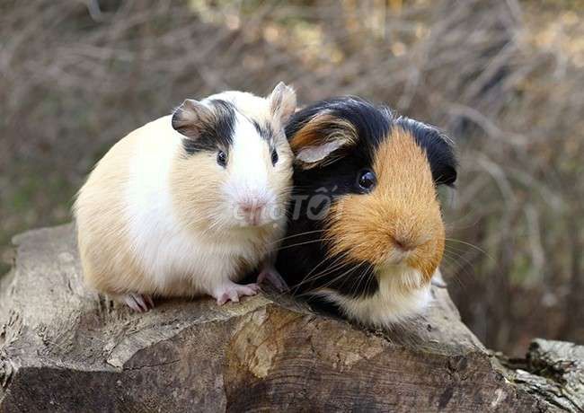 Chuột lang Việt Nam 4 tháng tuổi. Mua bán Thú cưng khác tại Huyện Thanh Trì Hà Nội được đăng bởi Thắng hình 1