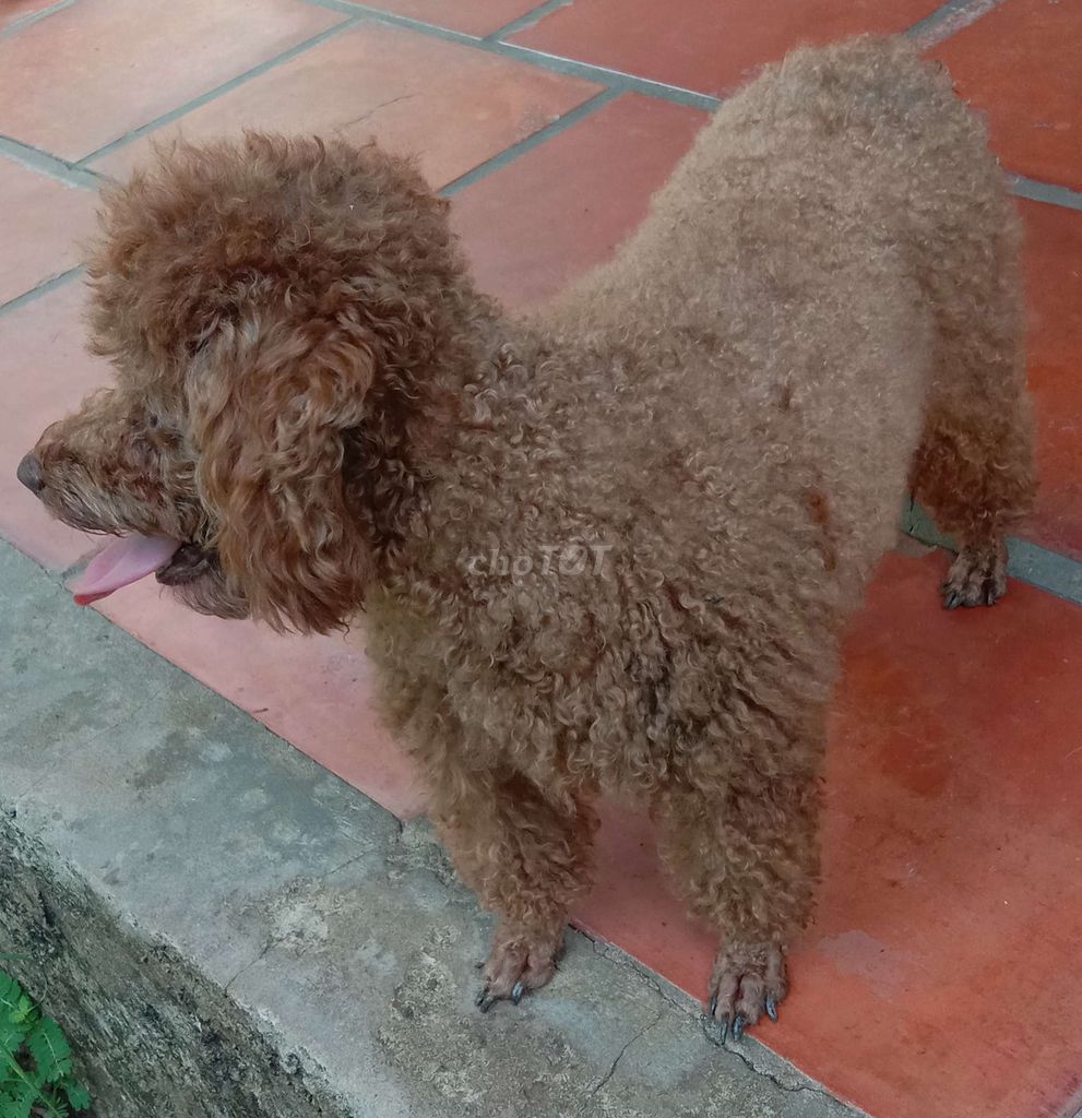 Chó Poodle Nâu. Mua bán Chó tại Huyện Cái Bè Tiền Giang được đăng bởi Bọ Ú Vườn thú tại home  hình 1