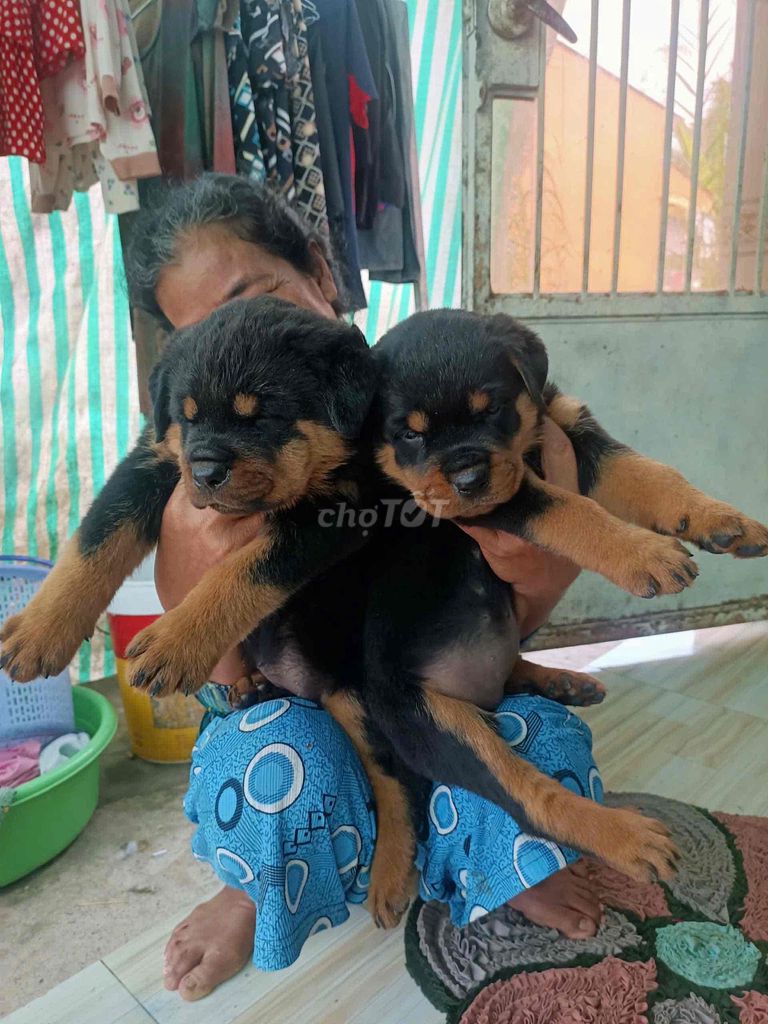 Chó Rottweiler cái thuần chủng. Mua bán Chó tại Huyện Thoại Sơn An Giang được đăng bởi Hữu Thọ hình 2