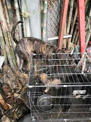 chó cỏ lai chó phú quốc 2 tháng tuổi