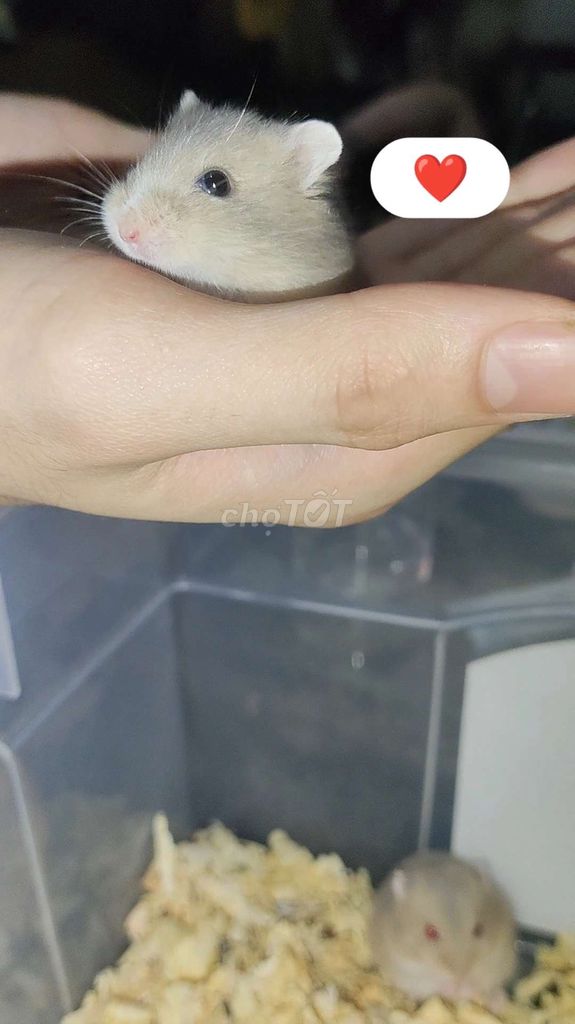 Chuột hamster winter white