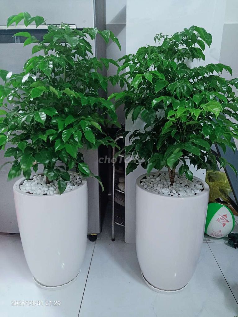 Cây hạnh phúc chậu gốm sứ. Mua bán Cây cảnh, đồ trang trí tại Quận Gò Vấp Tp Hồ Chí Minh được đăng bởi A Hải hình 1