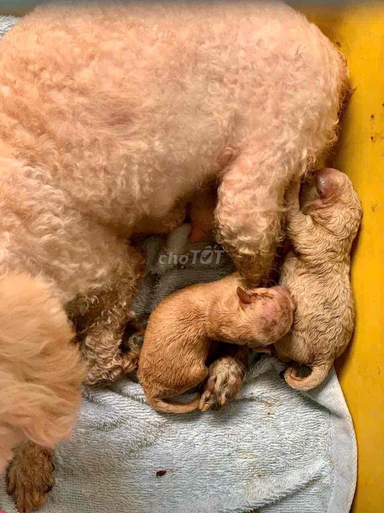 Chó Poodle Nâu vàng con. Mua bán Chó tại Huyện Nhà Bè Tp Hồ Chí Minh được đăng bởi Nguyễn Minh Trí hình 1